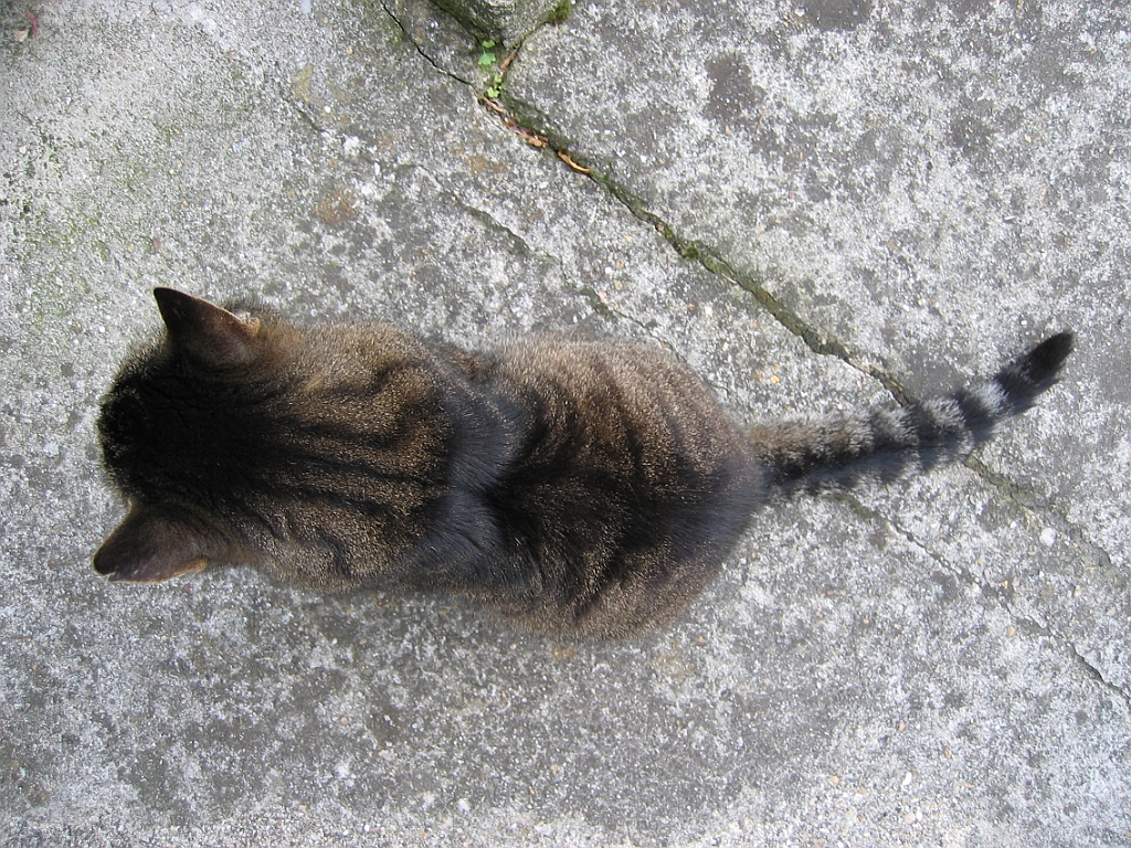 Micky vu de dessus 1.jpg